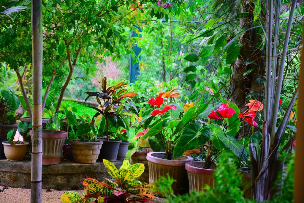 Mount View Hotell Polonnaruwa Eksteriør bilde